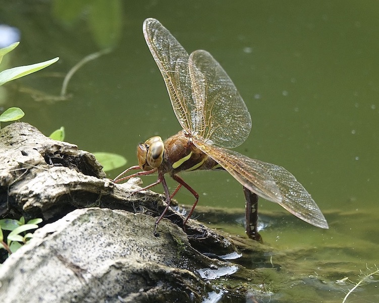 brown hawker